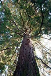 Canadisk Sedertre Western Red Cedar Sedertre [ Latin: Thuja plicata ] Western Red Cedar er en treart fra Nordvest-Amerika og Canada, hvor kontrollert hogst er garantert.