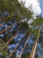 Termofuru [ Latin: Pinus ] Furu har en egenvekt på rundt 400 kg/m 3. Varmebehandling av furu er basert på en gradvis temperatur og fuktprosess over ca. to dager med en maks temperatur på 215 grader.
