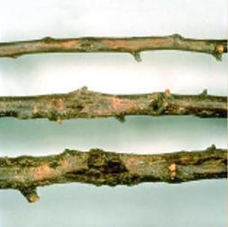 Cankers on three plum branches (P. Domestica cv. Calita). U.