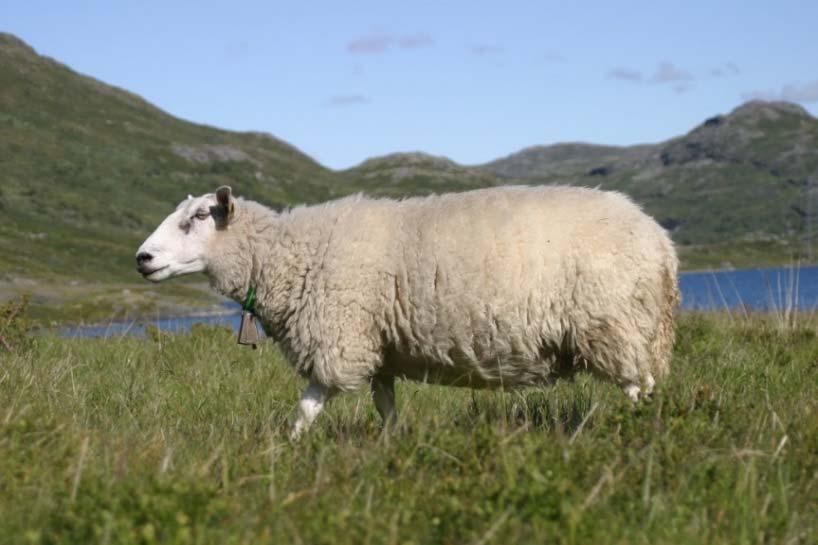 Konklusjoner Hvert år siden 1987 har norske sauer som beiter i nedfallsområder blitt overvåket for radioaktivitet.