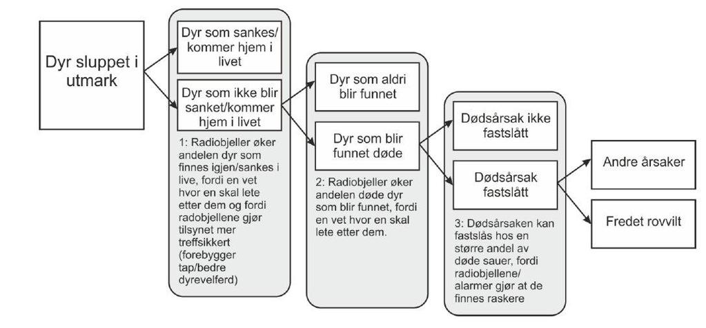 Nord-Trøndelag forskning og utvikling Effekter av radiobjellene: Direkte effekter: For de dyra som har radiobjelle Indirekte