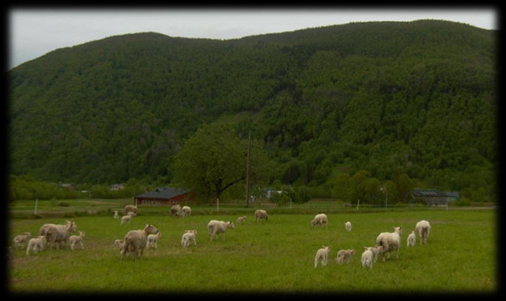 Rutiner før og ved beiteslipp( 25) Tilvenning? Slippes søyer med tre eller flere lam?