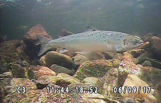 6. Vedlegg Rådata fra videoovervåkingssystemer som benyttes til telling av fisk i elver, består av en kontinuerlig