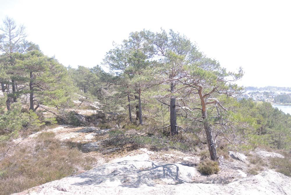 Furua dominerer på bergknauser og -rygger og danner hovedvekten av skogsvegetasjonen på de høyereliggende områdene, mens løvtrær som eik,