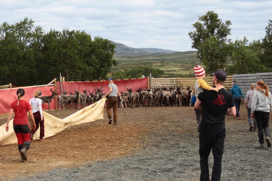 Gaulhåen 2018 Foto: