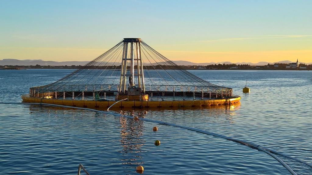 Gullklakken FoU-lokalitet til Nekton Havbruk AS 7 sykluser med