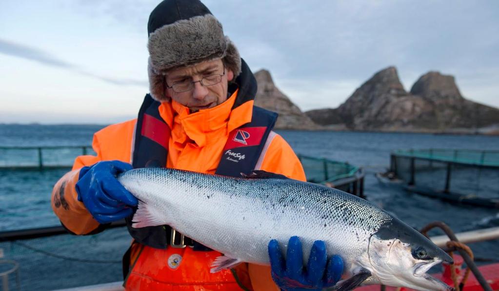 Oppsummering postsmolt i matfiskfasen Unngår lus og håndteringer Unngår gjentatte smoltifiseringer sammenlignet med storsmolt i ferskvann Unngår dropp i appetitt ved utsett