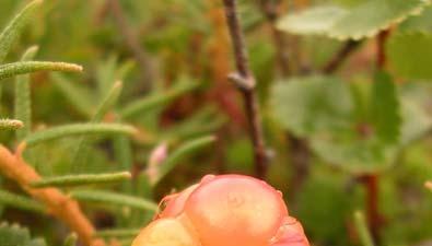 Molte (Rubus chamaemorus) Martinussen et al.