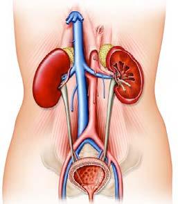 Normal funksjon i nyrer og urinveier Urinen dannes i nyrene (1) ved filtrering av blodet. Fra nyrene ledes urinen gjennom urinlederne (2) ned i urinblæren (3).