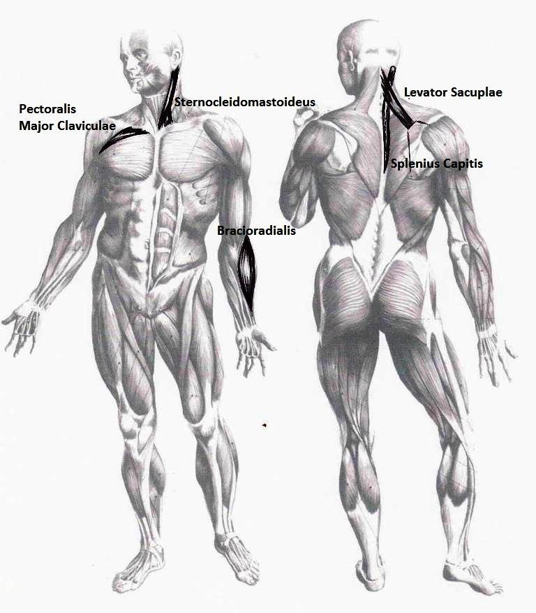 Organrelaterte muskler Musklene har selvfølgelig også en energimessig tilknytning. Hvert organ har en eller flere muskler som er energimessig tilknyttet.