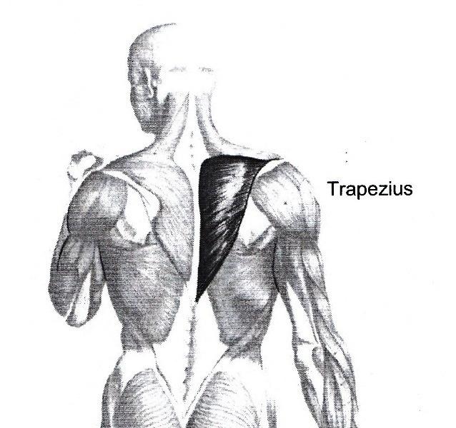 M.Trapezius, mellomste og nederste del 45 M.Trapezius (kappemuskelen) mellomste og nederste del Utspring: Fra T7 og opp til og med T2. Nedre del fra T10.