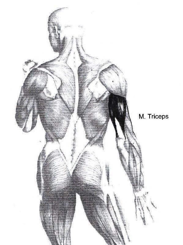 M. triceps brachii trehodede overarmsmuskelen 49 M. triceps brachii trehodede overarmsmuskelen Utspring: skulderbladet, overarmens bakside og utside.