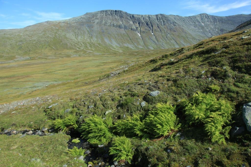 Kilder og sigevann påvirker vegetasjonen i flere av de bratte