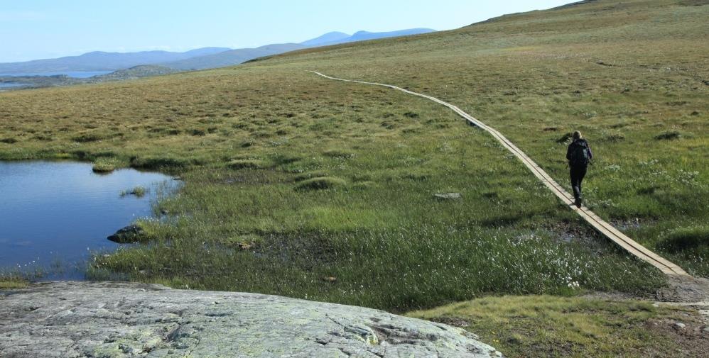 dvergbjørk, greplyng, krekling, rypebær, lys reinlav, gulskinn og rabbeskjegg. Enheten dekker flere, men relativt små områder (utpreget mosaikk). Stien er i hovedsak veldefinert langs disse rabbene.