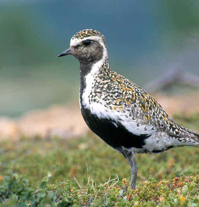 Foto: Per Jordhøy. Motiv: Helio Rikt fugleliv Området har et rikt fugleliv med flere sjeldne og sårbare arter.