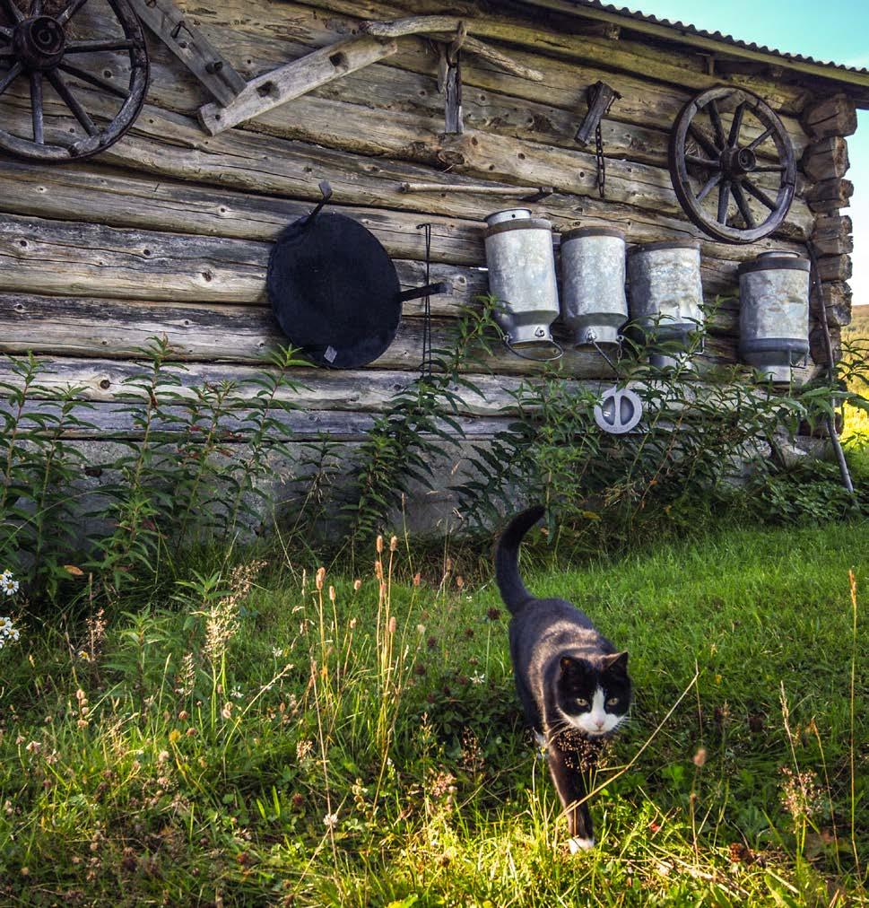 Foto: Ingrid Eide, Ingrafo Identitet og tilhørighet Kjerrehjulet kan symbolisere både landbrukets betydning for ivaretagelse av kulturlandskapet, og betydningen av at de som bor og virker i bygda