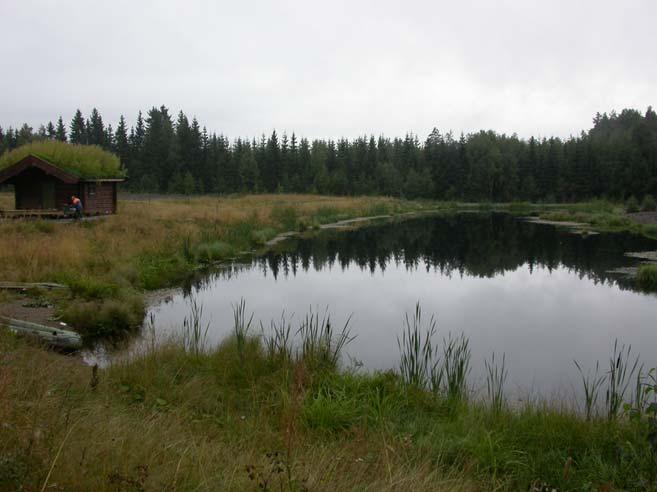 Figur 6. Graneruddammen, 26.08.2008. 5. Kjøstaddammen, Løten Lokaliteten ble gravd ut i ca 2003 og er omgitt av åker, eng og blandingsskog.