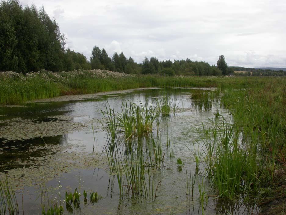 6. Frenning østre Området dammen ligger i kalles Starene, et stort våtmarksområde som ble drenert og dyrket opp på 1800- og 1900-tallet.
