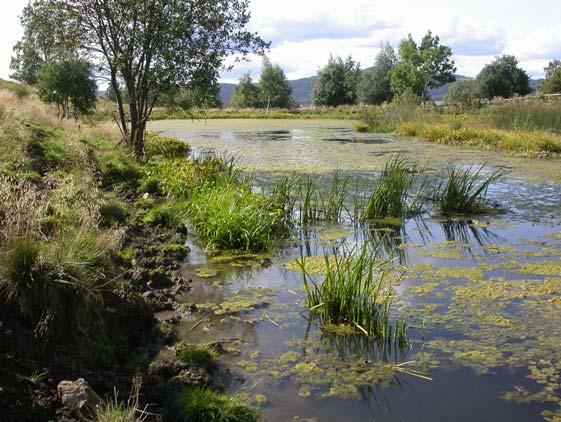 Dammen har også fått tilført salt i et forsøk på å ta knekken på algene. Lokaliteten hadde relativt lavt artsantall og var eneste dam i Hedmark uten påviste rødlistearter.