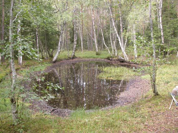 15. Ryggdammen, Frosta I denne gamle skogsdammen ble vannvegetasjonen rensket opp og noen omkringliggende trær fjernet (ca 2003). I dag finnes kun et mindre parti vannvegetasjon dominert av piggknopp.