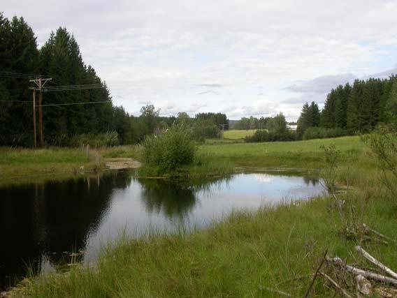 Figur 3. Bakkeruddammen, 25.08.2008. 2. Libergdammen, Hamar Lokaliteten ble dannet i 1975 ved oppdemming av et fuktig skogsområde. Hensikten var å benytte den som vatningsdam.