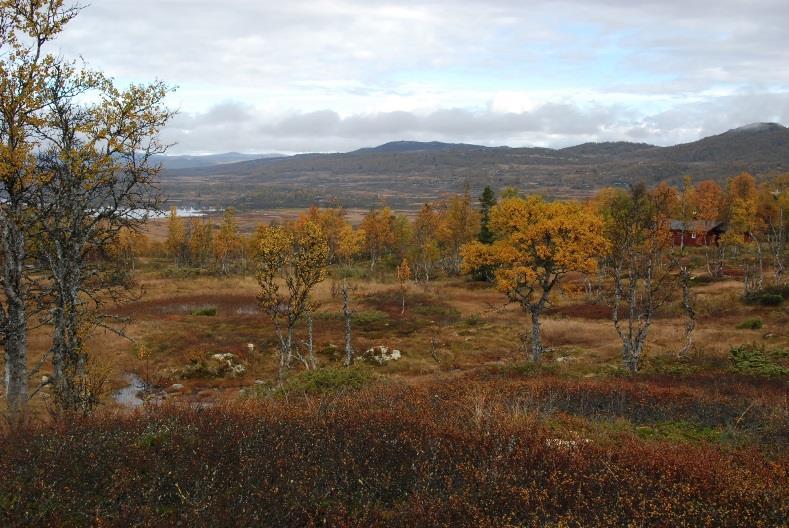Hytte 71 ligg i eit lokalt landskapsrom på mikro-nivå, som er definert av terrenget (hylle i landskapet med fall på nordsida og markert stigning på sørsida) og vegetasjonen (markert bjørkeskog i