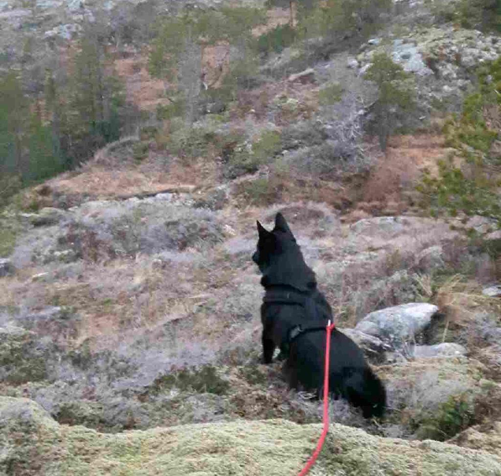 Fallvilt Fallvilt er betegnelsen på skadde eller drepte dyr som følge av andre årsaker enn ordinær jakt.