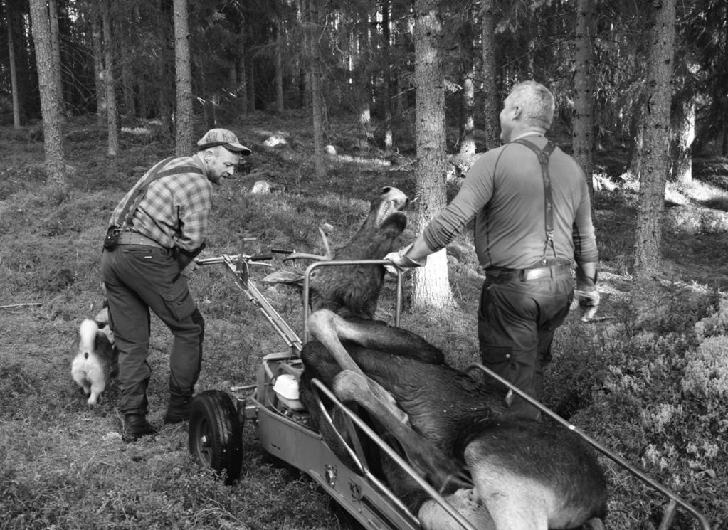 Altevatn Øvre Bardu DPO 1,1 Sett elg pr. jegerdag,3,2,1 Sett elg pr. jegerdag,3,,2 Sal.dal, Fossb.