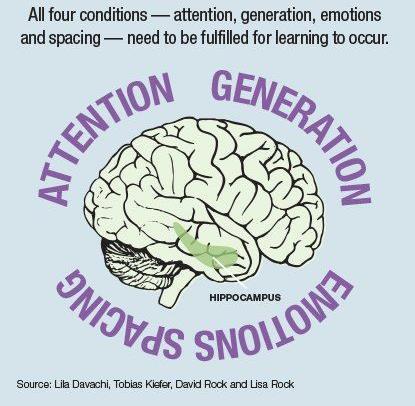 AGES Attention: Avgjørende for at Hippocampus skal klare sin jobb, lagre informasjonen. Multitasking ødelegger oppmerksomhet, begrenser læring ikke bare i øyeblikket, men over tid.