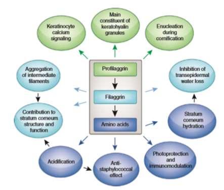 Viable epidermis (VE) Metabolsk aktivitet Hydrofil SC VE en barriere for sterkt lipofile stoffer Vitamin D produksjon (mest str basale) Melanin produksjon (melanocytter, str.