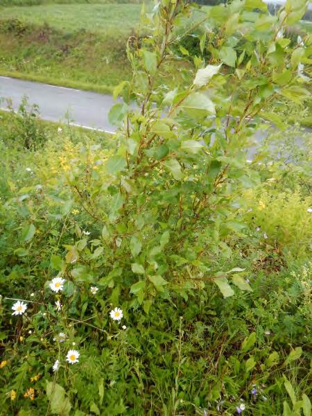 1.6.3 Balsam-/berlinerpoppel Populus balsamifera / Populus x berolinensis SE 1 SE Vurderingsart Ett øst for E6 der F195 går i kulvert under E6. Et lite ind. på ca. 1,5 m.