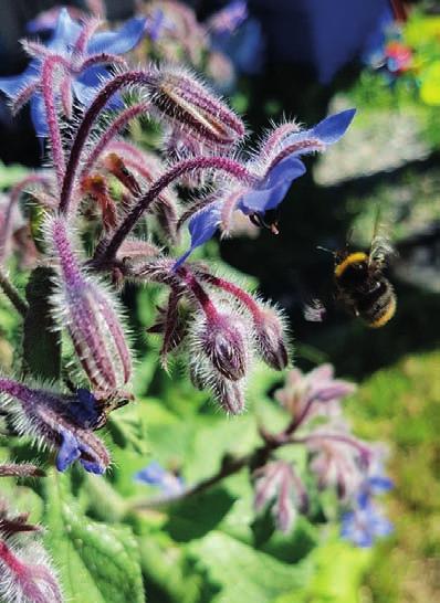 Vil du ha en humle og bie vennlig hage/balkong Ville bier og humler er i tilbakegang over hele verden, mange humler i Norge står i fare for å forsvinne.