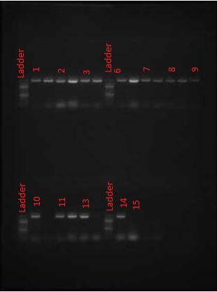 Figur 6.2 Påvisning av resistensgenet MecC i MRSA 6.4.