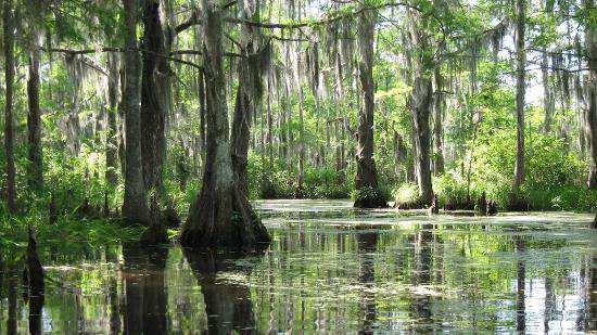 DAG 9 Vi tar turen ut i Louisianas bayous (sumplandskap) og opplever eksotisk flora, alligatorer og annet dyreliv på nært hold.