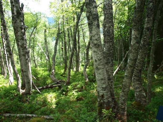 Forsøksfelt * Bistand fra Skogforvaltningen til å finne aktuelle felt * Fem lokaliteter på Vestlandet *