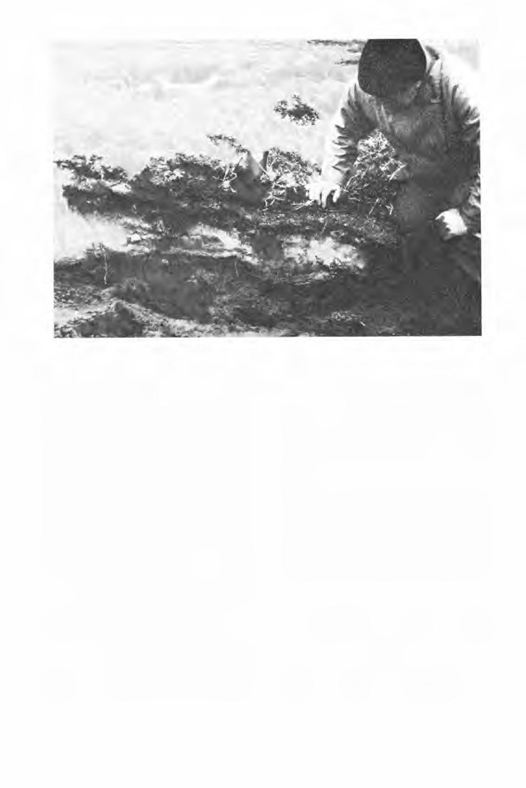 Fig. 5. Humuspodsol med ca. 10 cm tykt bleikjordsjikt i flygesand. Qingoquta, ved Lichtenau-fjorden. 2.8.80.