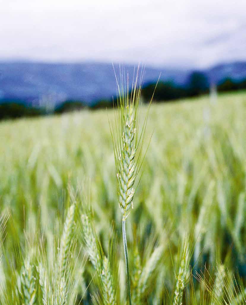 SIDE 3 95+5 95% av kornet i kraftfôret er norsk Effektiv drift og gode norske råvarer Felleskjøpet investerer store summer i norsk landbruk.