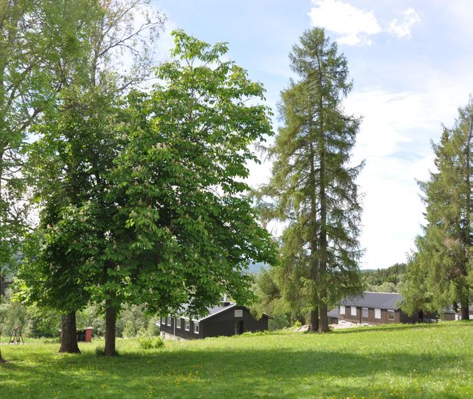 parklindalle Står i klynge med