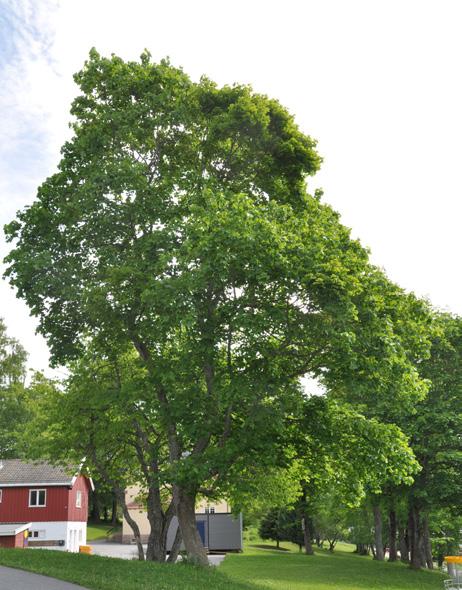 Står i klynge med kirsebærtrær med