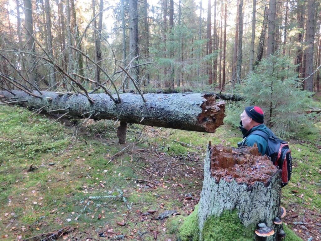 kjerneområdet studeres nøyere.