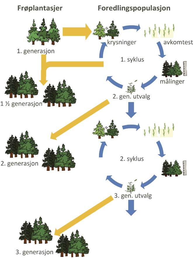 Figur 1: Typisk struktur i et foredlingsprogram med masseproduksjon av foredlet frø i frøplantasjer. Det er naturlig å skille mellom «Foredlingspopulasjon» og «Frøplantasjer» (Figur 1).