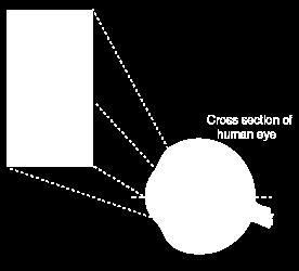 Øyelinsen er vanligvis 67 d, hvorav hornhinna står for 45 d.