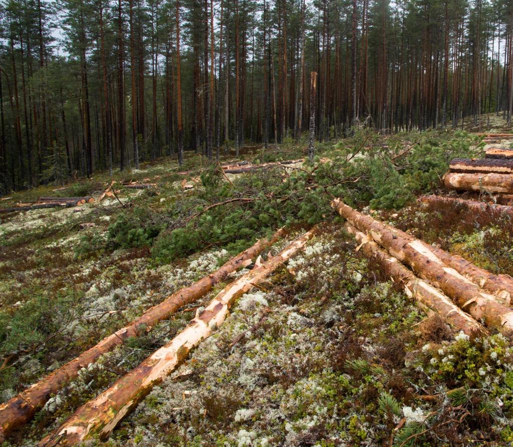 Norsk institutt for bioøkonomi (NIBIO) ble opprettet 1. juli 2015 som en fusjon av Bioforsk, Norsk institutt for landbruksøkonomisk forskning (NILF) og Norsk institutt for skog og landskap.