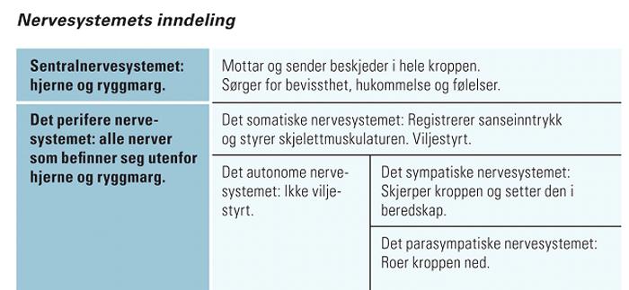 HJERNENS UTVIKLING Både hjernen og våre kognitive funksjoner endres kontinuerlig gjennom livet Hjernens utvikling er genetisk styrt, men også bruksavhengig Kritiske og sensitive perioder Hjernen vår