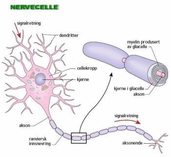 produserer myelin Internevroner- kommunikasjon mellom pyramidale celler og plassering i cortex.