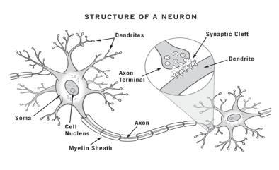 Kommunikasjon i nervesystemet Synapser dannes- ca ved 23 uker etter unnfangelse Størsteparten dannes det første leveåret Kontaktpunkt mellom dendritter og aksoner Elektriske signaler gjennom