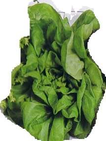 Salater Hode salat Hodesalat Kvalitet: Skal være sprø og saftig med friskt utseende. Oppbevaring: Lagres så nær O o C som mulig.