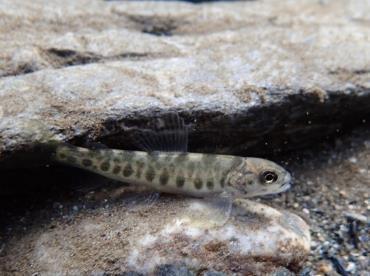 elver og bekker Stranzl S.