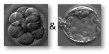 Embryo culture and evaluation (Cont ) Blastocyst evaluation Blastocyst development stage status B1 Blastocoel cavity less than half the volume of the embryo B2 Blastocoel cavity more than half the