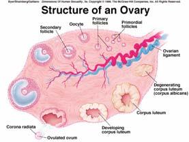 behandling ovarialsvikt, fertilitet Lov om 